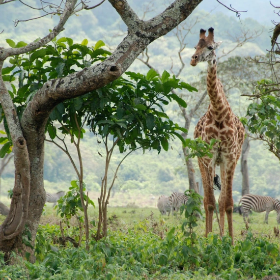 Arusha National Park Day Trip 