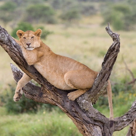 Lake Manyara Day Trip 