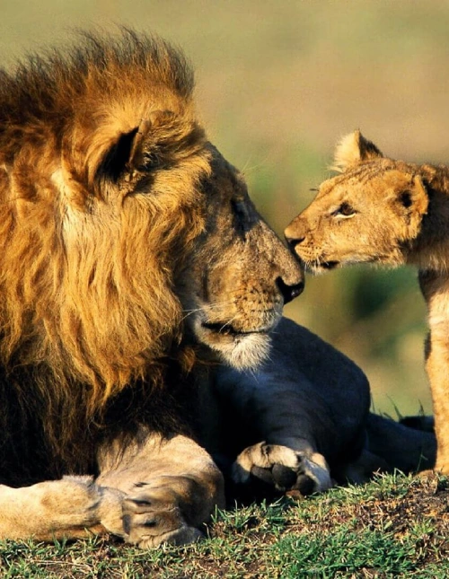 Bird Watching Safari