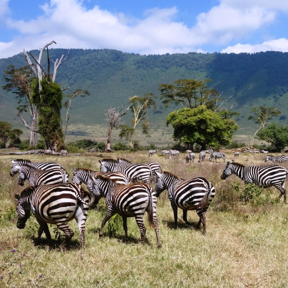 Ngorongoro Day Trip 