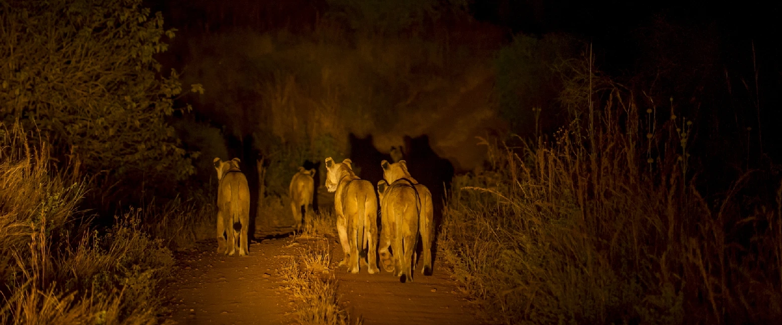 Night Game Drive