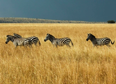 Tanzania Safari FAQs 