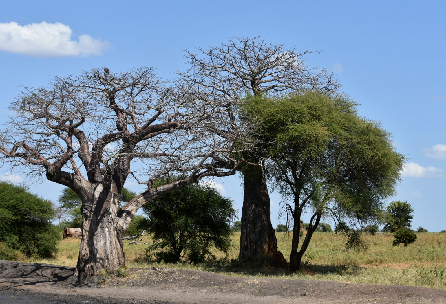 Tarangire Day Trip Attractions 