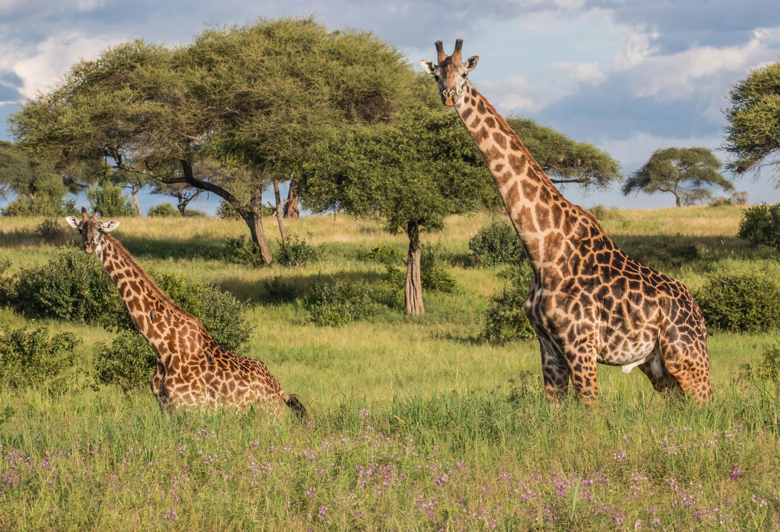Tarangire Day Trip Attractions 