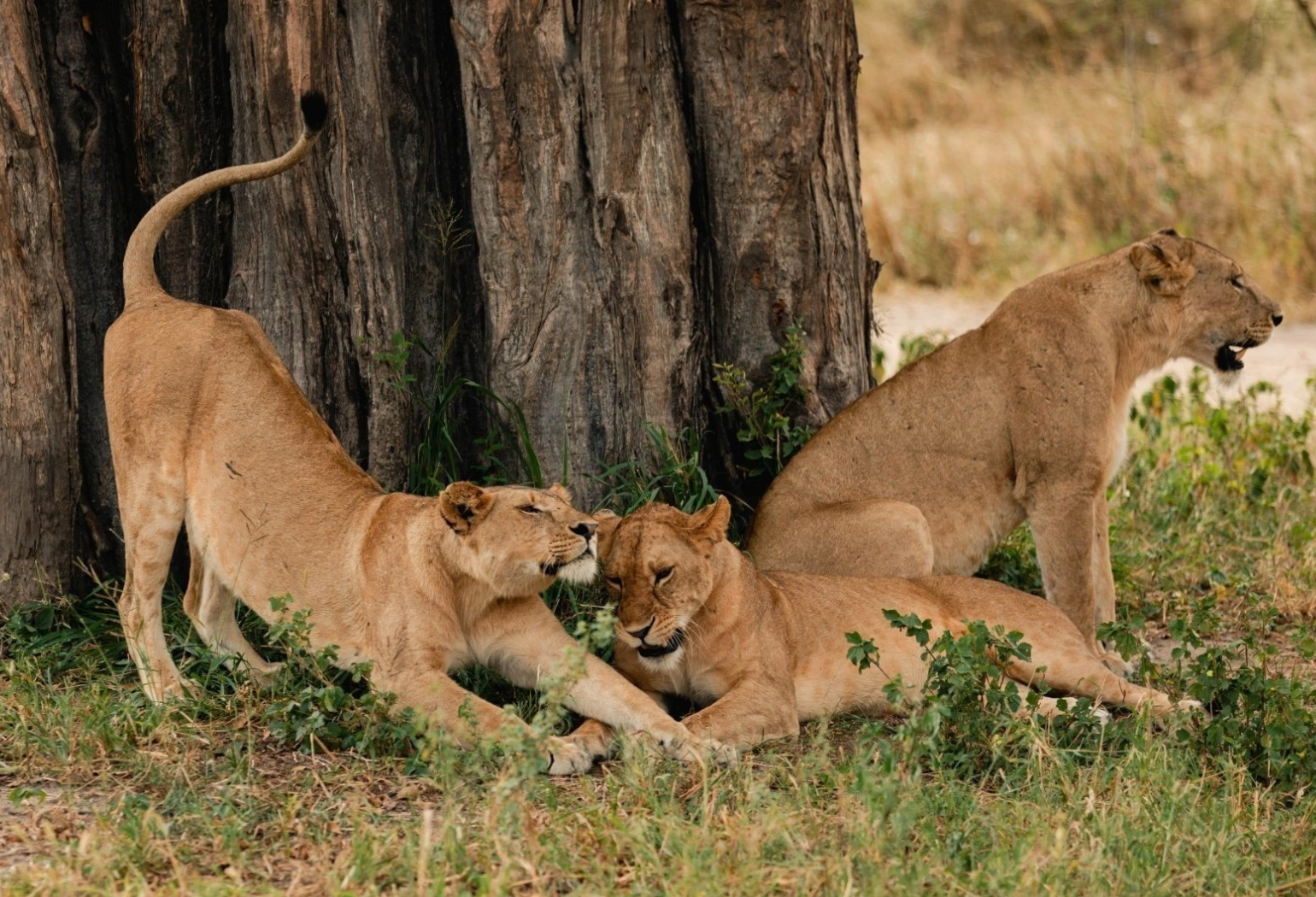 Tarangire Day Trip Attractions 