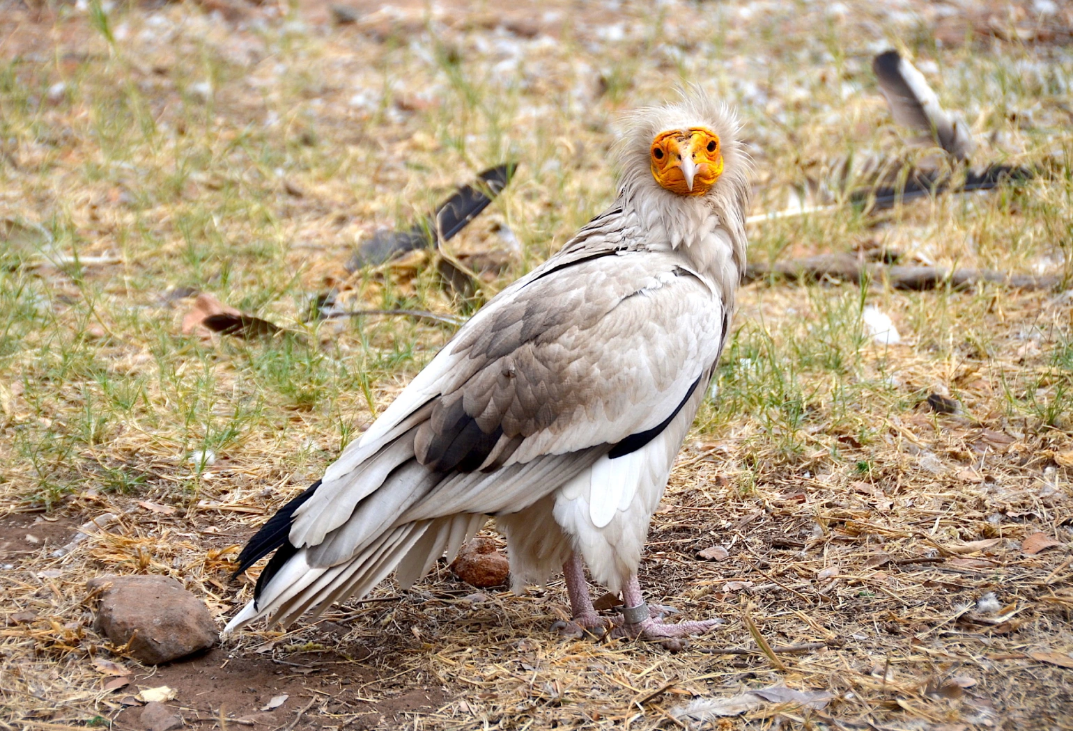 Tarangire Day Trip Attractions 